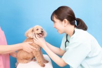 知っておきたいペット保険の加入条件！治療中や病気でも入れるの？