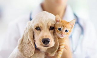 ペット保険の補償内容はどこまで？種類と注意点について解説