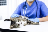 猫が病院でかかる費用は？ケガや病気にかかる費用について解説