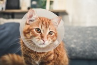 猫の手術費用はどのくらい？手術の理由や費用について解説