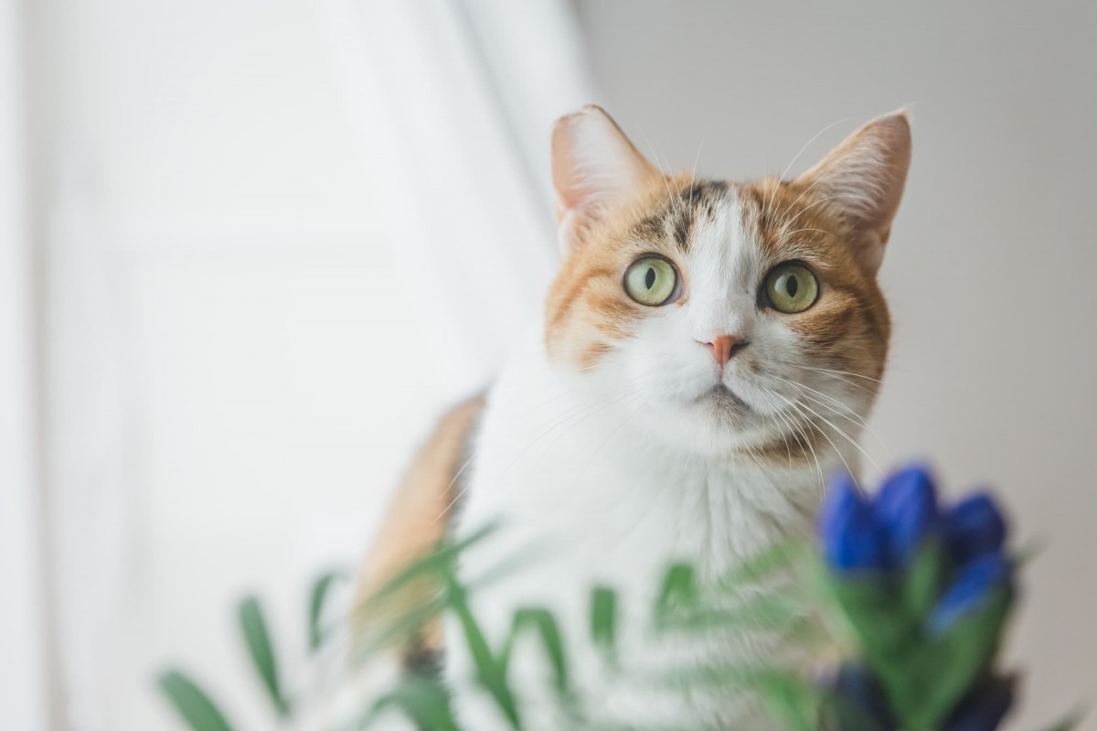 告知義務 ペット飼育 安い