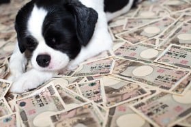 ペット保険は医療費控除の対象になる？ペットの税金について解説