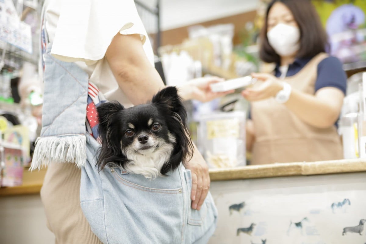 窓口精算ができるペット保険とは？メリットや特徴について解説