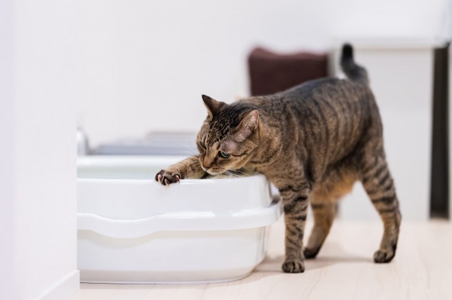 ストア ペットを飼う ストレス 便秘