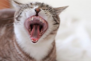 ĽLCɂȂƂ̌Ƃ́HΏ@