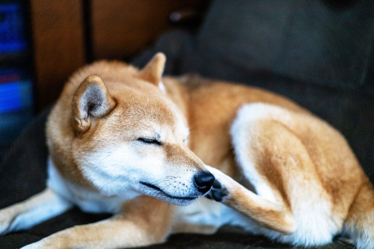 犬 ツメダニ ストア シャンプー