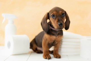 N̏Ǐ́H⎡Ö@ɂĂڂ	