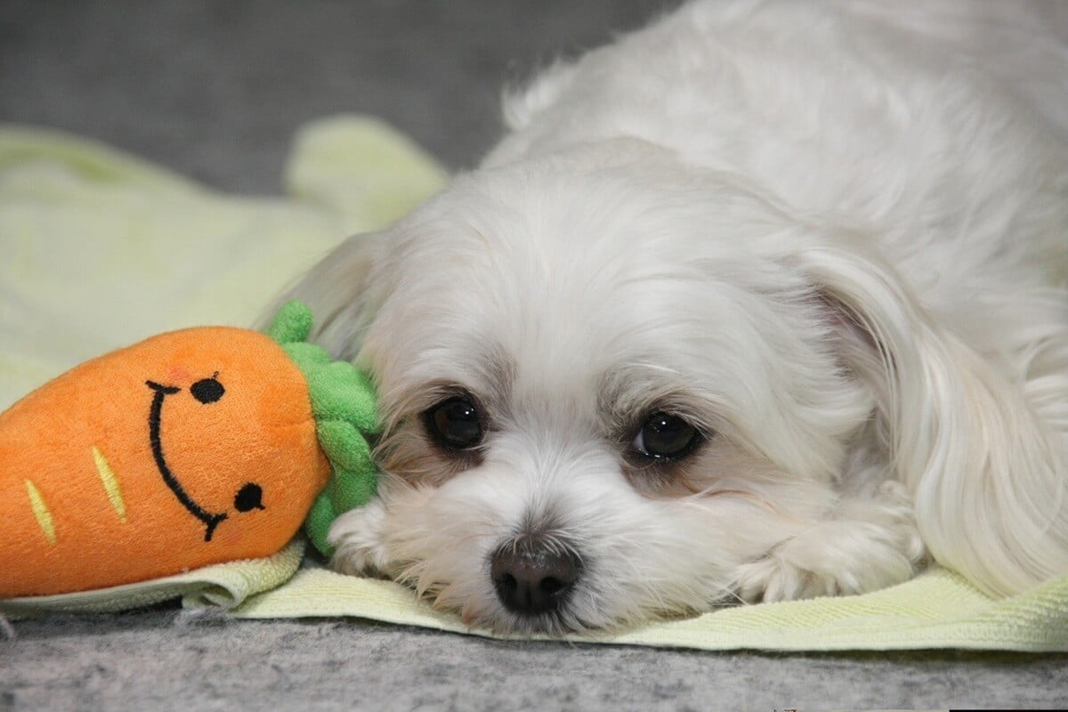 Ȃ̈͑vH܂₯ɂȂ₷̓